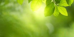 ecologie 
